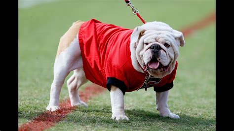 The Top Bulldog Mascots in High School Athletics